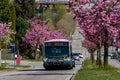 A nearly empty translink bus running during the COVID-19 pandemic. Royalty Free Stock Photo