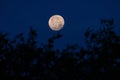 Nearly Full Moon Setting Behind Trees at Dawn