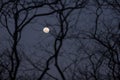 A nearly-full moon at night