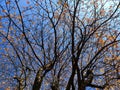 Nearly leafless treetop under cloudless deep blue sky