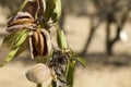 Nearly ripe almonds Royalty Free Stock Photo