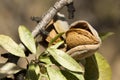 Nearly ripe almonds Royalty Free Stock Photo