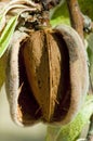 Nearly ripe almonds Royalty Free Stock Photo