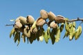 Nearly ripe almonds Royalty Free Stock Photo