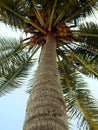 Nearly Ripe Coconuts