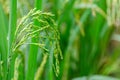 Nearly ripe green rice is in the lush green pasture Close-up