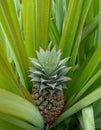 Nearly ripe pineapple Royalty Free Stock Photo