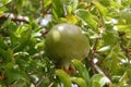 Nearly ripe pomegranate Royalty Free Stock Photo