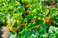 Nearly ripe pumpkin in a rustic garden