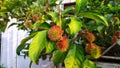 Nearly ripe rambutan fruits Royalty Free Stock Photo