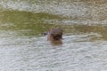 Nearly submerged hippotomus in blue water yawns wide open