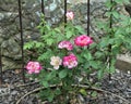 Nearly Wild Rose shrub