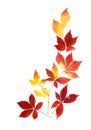 Neat arrangement of autumn leaves