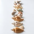 A neat arrangement of various seashells on a white background. The shells vary in size and type, Royalty Free Stock Photo