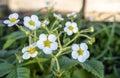 A neat elegant shrub blooming with white flowers of strawberry garden. Blooming strawberries Royalty Free Stock Photo