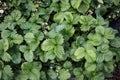 Neat garden bed with lush green strawberry bushes as a background or texture