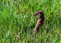 A Neat Pose from a Short-tailed Weasel Royalty Free Stock Photo