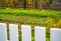 Neat rectangular garden beds with growing young white mustard green manure. Pleasant autumn evening in the home garden