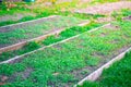 Neat rectangular garden beds with growing young white mustard green manure. Pleasant autumn evening in the home garden