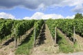 Neat Rows of Grape Vines Royalty Free Stock Photo