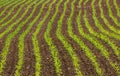 Neat rows of crops growing in a corn field on a rural farm in the countryside Royalty Free Stock Photo