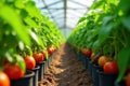 Neat rows of lush tomato plants thriving in a greenhouse , tomatoes, vibrant Royalty Free Stock Photo