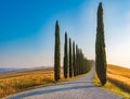 Neat rows and shadows of the cypresses, famous Tuscan trees Royalty Free Stock Photo