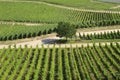 Neat Rows of Vines at German Vineyard Royalty Free Stock Photo