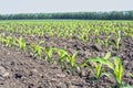 Neat rows of young maize shoots in a phase of five leaves against a blue sky