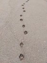 A neat trail of paw prints of a dog on the sandy beach. Royalty Free Stock Photo