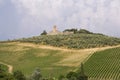 Neat Tuscan vines Royalty Free Stock Photo