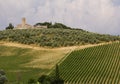 Neat Tuscany vineyard