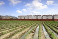 Neat water farmland, adobe rgb Royalty Free Stock Photo