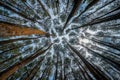 neatly arranged pine trees in the forest