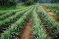 Neatly Arranged Pineapple Plantation With Spiky Green Fruit. Generative AI