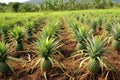 Neatly Arranged Pineapple Plantation With Spiky Green Fruit. Generative AI