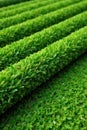 Neatly arranged turf rolls ready for installation, landscapelawn, summer, yard Royalty Free Stock Photo