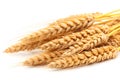 Neatly arranged wheat stalks on a white background - perfect complement to designs related to agriculture, food, or nature.