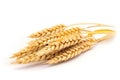 Neatly arranged wheat stalks on a white background - perfect complement to designs related to agriculture, food, or nature.