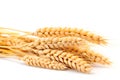 Neatly arranged wheat stalks on a white background - perfect complement to designs related to agriculture, food, or nature.