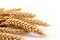 Neatly arranged wheat stalks on a white background - perfect complement to designs related to agriculture, food, or nature.