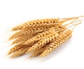 Neatly arranged wheat stalks on a white background - perfect complement to designs related to agriculture, food, or nature.