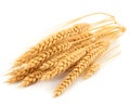 Neatly arranged wheat stalks on a white background - perfect complement to designs related to agriculture, food, or nature.