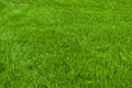 Neatly cut grass Royalty Free Stock Photo