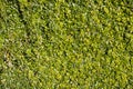 Evergreen privet hedge background Royalty Free Stock Photo