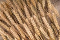 Neatly laid out golden wheat ears background Royalty Free Stock Photo