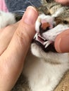 neatly lined and cute teeth transcended to a sweet cat.