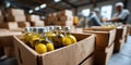 Neatly organized olive oil bottles in cardboard boxes in warehouse setting Royalty Free Stock Photo