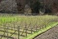 neatly planted raspberries in the spring