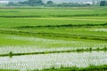 Neatly planted rice field